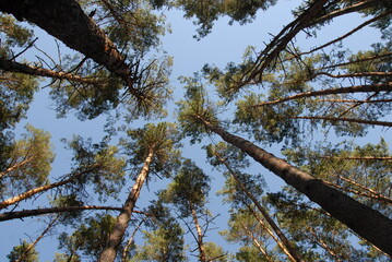 pine tree branches against blue sky