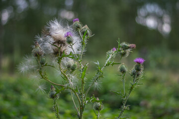 Distel