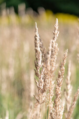Close up view of dry Calamagrostis acutiflora Karl Foerster grass. Selective focus. Blurred background. Nature background theme.