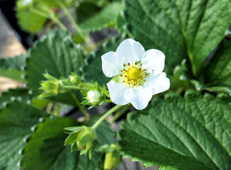Strawberry plants with flowers at the greenhouse in Japan.