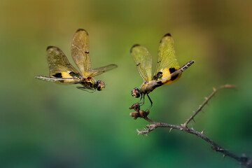 a dragonfly is flying towards its lover