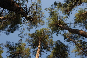 pine tree branches against sky