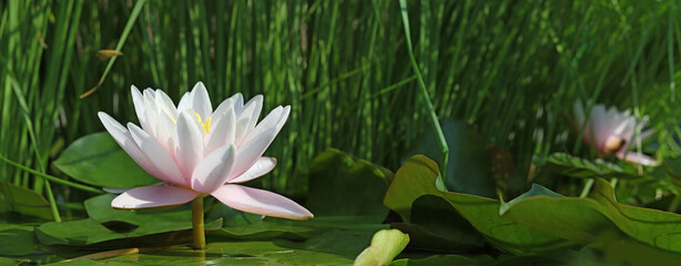 Image of a water lily in a city park close-up..Image of a lotus flower in the water close-up.