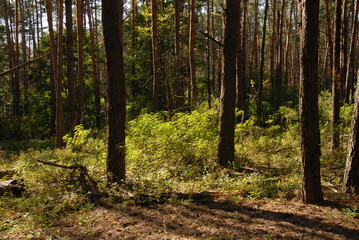 Fototapeta premium Green pine forest at summer