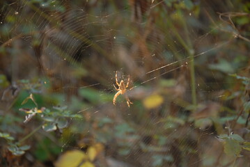 spider on web