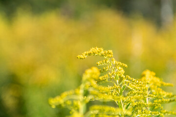 Obraz premium View of Solidago altissima, the Canada goldenrod or late goldenrod, flowers on the meadow in summer. Blurred background. Copy space. It's the state flower of the U.S. states of Kentucky and Nebraska.