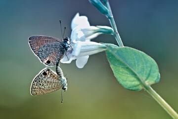 two butterflies making love in a flower