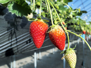 Strawberry picking in japan farm