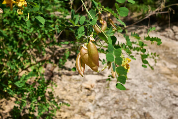 Colutea arborescens