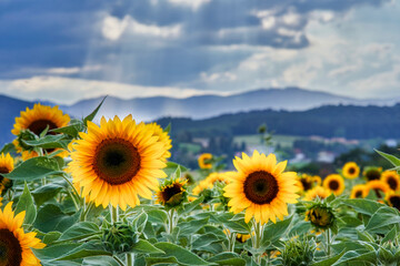 sunflowers in front of mountains with dramatic sky