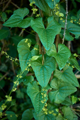 Dioscorea communis