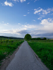 Fototapeta na wymiar narrow road in the vineyards