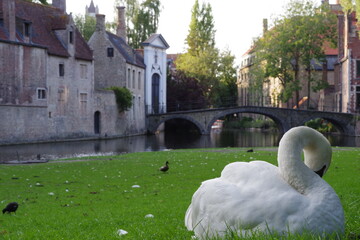 Cygne à l'entrée du béguinage de Bruges