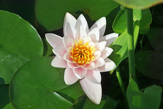 Image of a water lily in a city park close-up..Image of a lotus flower in the water close-up.