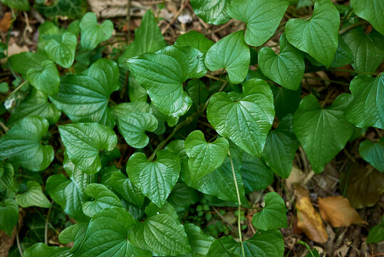 Dioscorea communis