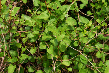 Fallopia baldschuanica