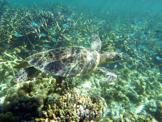 Obraz na płótnie Canvas A green sea turtle camouflaged by the reef