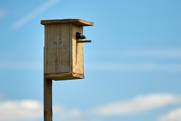 Starling flies out of the birdhouse with a worm in its beak. Feeding their little Chicks.