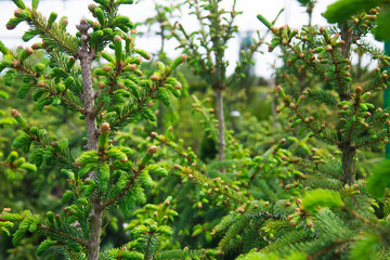 Saplings coniferous trees in pots in plant nursery