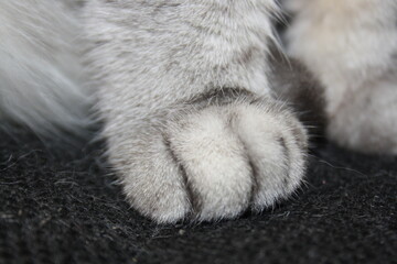 paws of a silver cat close up