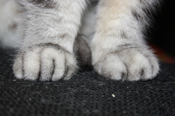paws of a silver cat close up