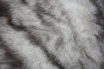 wool scottish plush marble silver cat close up texture