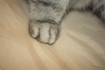 paws of a silver cat close up