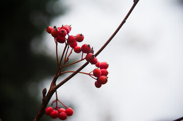 Red mountain ash on a branch