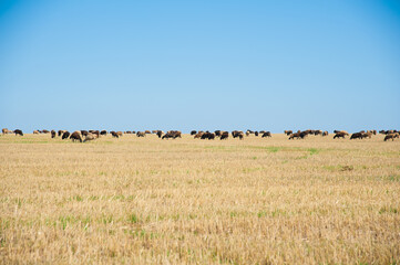 Obraz premium Flock of sheep on the meadow