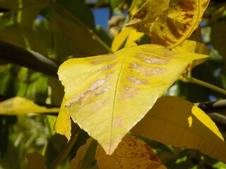 Obraz premium yellow leaves on a tree