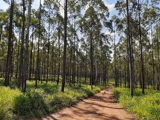 Blue gum forest, Limpopo Province, South Africa