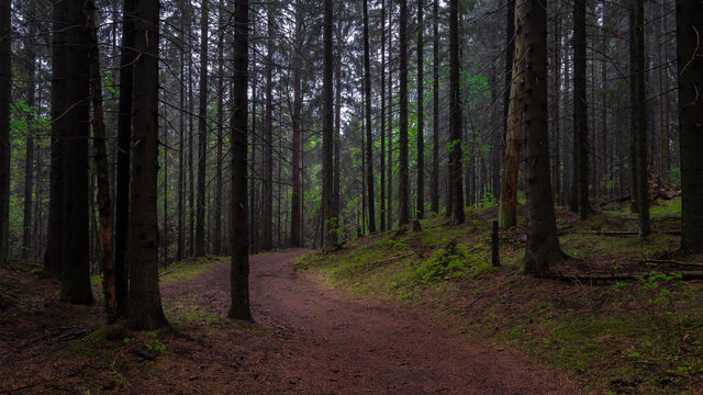 dirt road into the dark misty and mystical forest forest. Gloomy northern landscape © Lana Kray