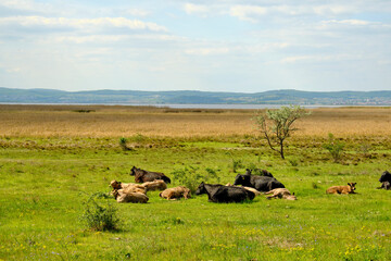 Die Zitzmannsdorfer Wiesen bei Podersdorf am See im Nationalpark Neusiedler See, Burgenland, Österreich