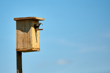 Starling flies out of the birdhouse with a worm in its beak. Feeding their little Chicks.