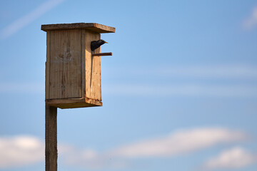 Starling flies out of the birdhouse with a worm in its beak. Feeding their little Chicks.