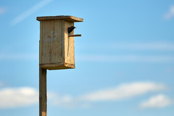 Starling flies out of the birdhouse with a worm in its beak. Feeding their little Chicks.