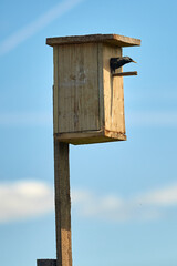 Starling flies out of the birdhouse with a worm in its beak. Feeding their little Chicks.