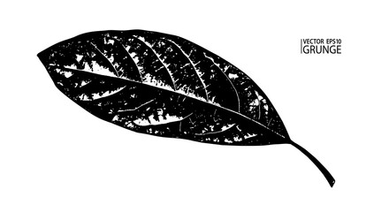 Fototapeta premium Grunge leaf. Tropical foliage. Tropic flora. Exotic leaf. Avocado plant. Houseplants. Avocado tree leaf.