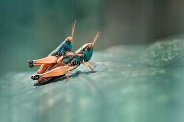 grasshoppers are mating on the leaves