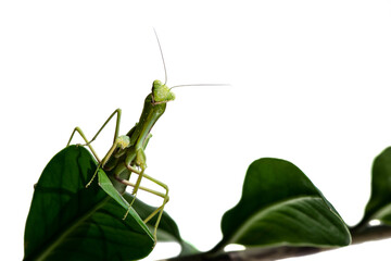 macro image of mantis nymph. stares straight. banner for inscription