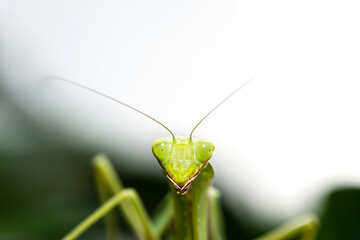 macro image of mantis nymph. stares straight