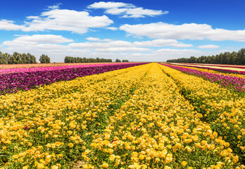 The field of garden buttercups