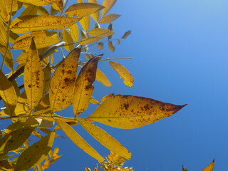 autumn leaves against blue sky
