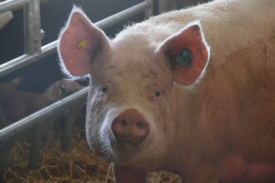 T&ecirc;te de cochon