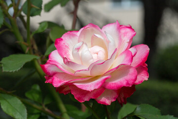 A beautiful white-pink hybrid tea rose  Nostalgie blooms in the Crimea in the Aivazovskoye botanical garden. Russia. Fall. Macro.