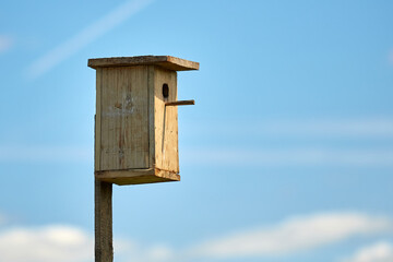 Starling flies out of the birdhouse with a worm in its beak. Feeding their little Chicks.
