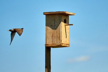 Starling flies out of the birdhouse with a worm in its beak. Feeding their little Chicks.