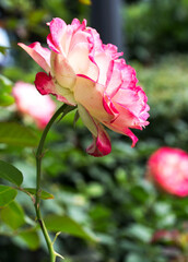 A beautiful white-pink hybrid tea rose  Nostalgie blooms in the Crimea in the Aivazovskoye botanical garden. Russia. Fall. Macro.