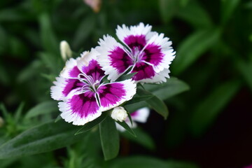 Obraz premium Pink china flower with leaves