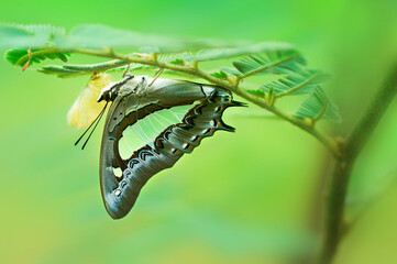 the butterfly and its cocoon on a leaf
